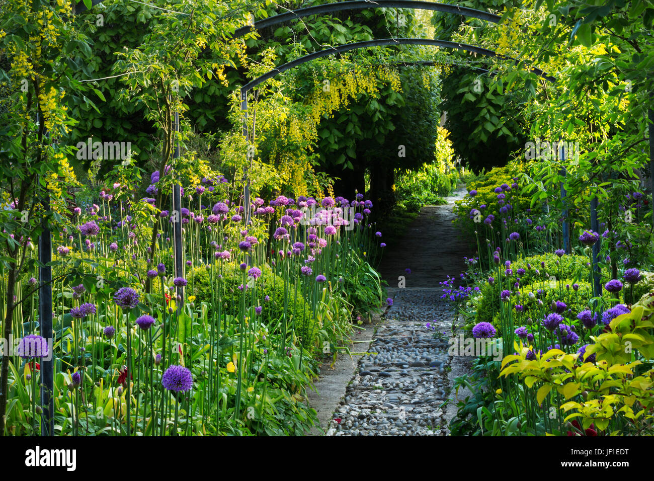 Blick entlang eines Pfades in einem Garten mit lila Allium gepflanzt entweder Seite und Bäume im Hintergrund. Stockfoto