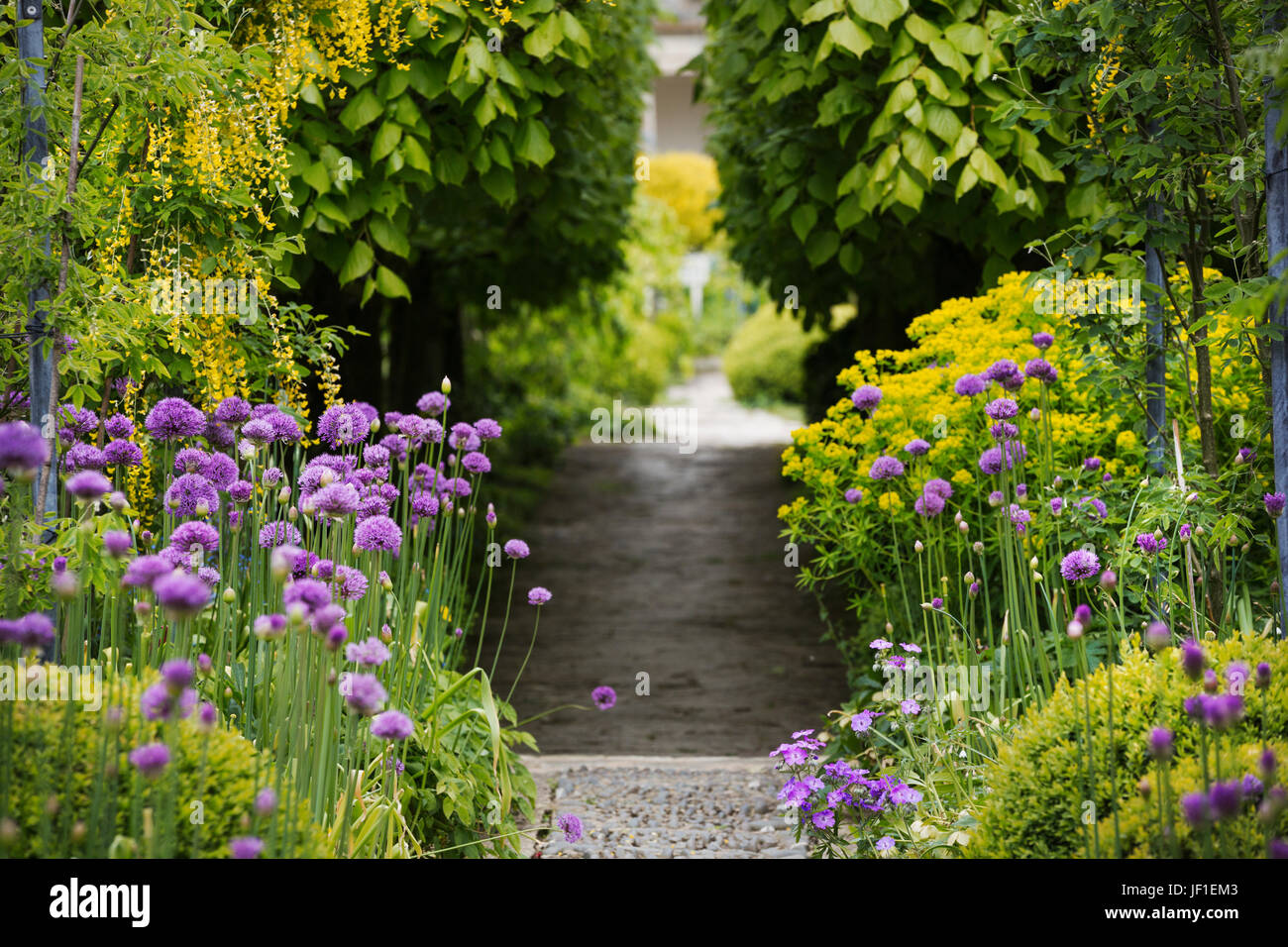 Blick entlang eines Pfades in einem Garten mit lila Allium gepflanzt entweder Seite und Bäume im Hintergrund. Stockfoto