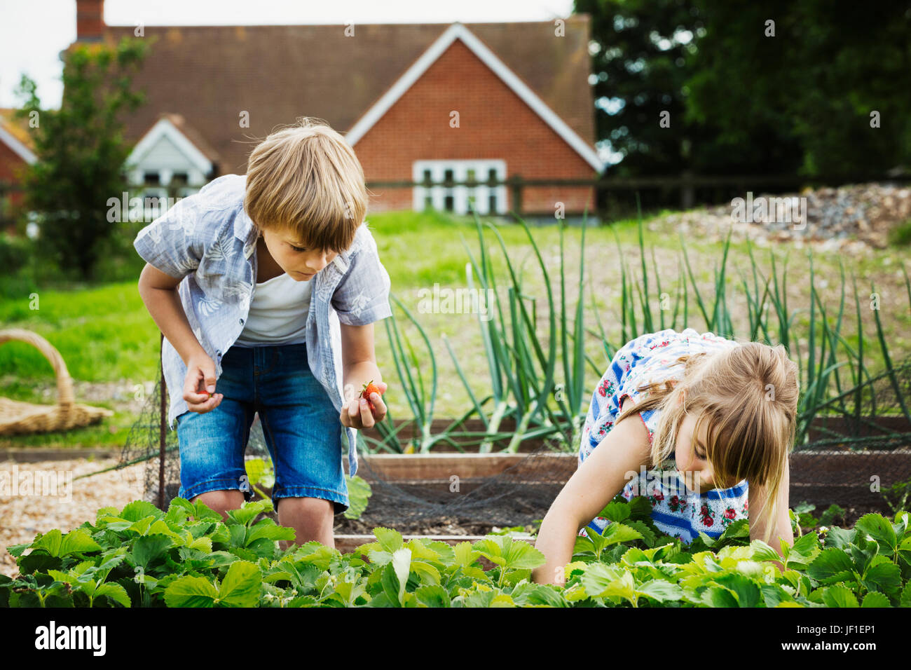 Jungen und Mädchen stehen das Gemüse-Bett in einem Garten, Kommissionierung Gemüse. Stockfoto