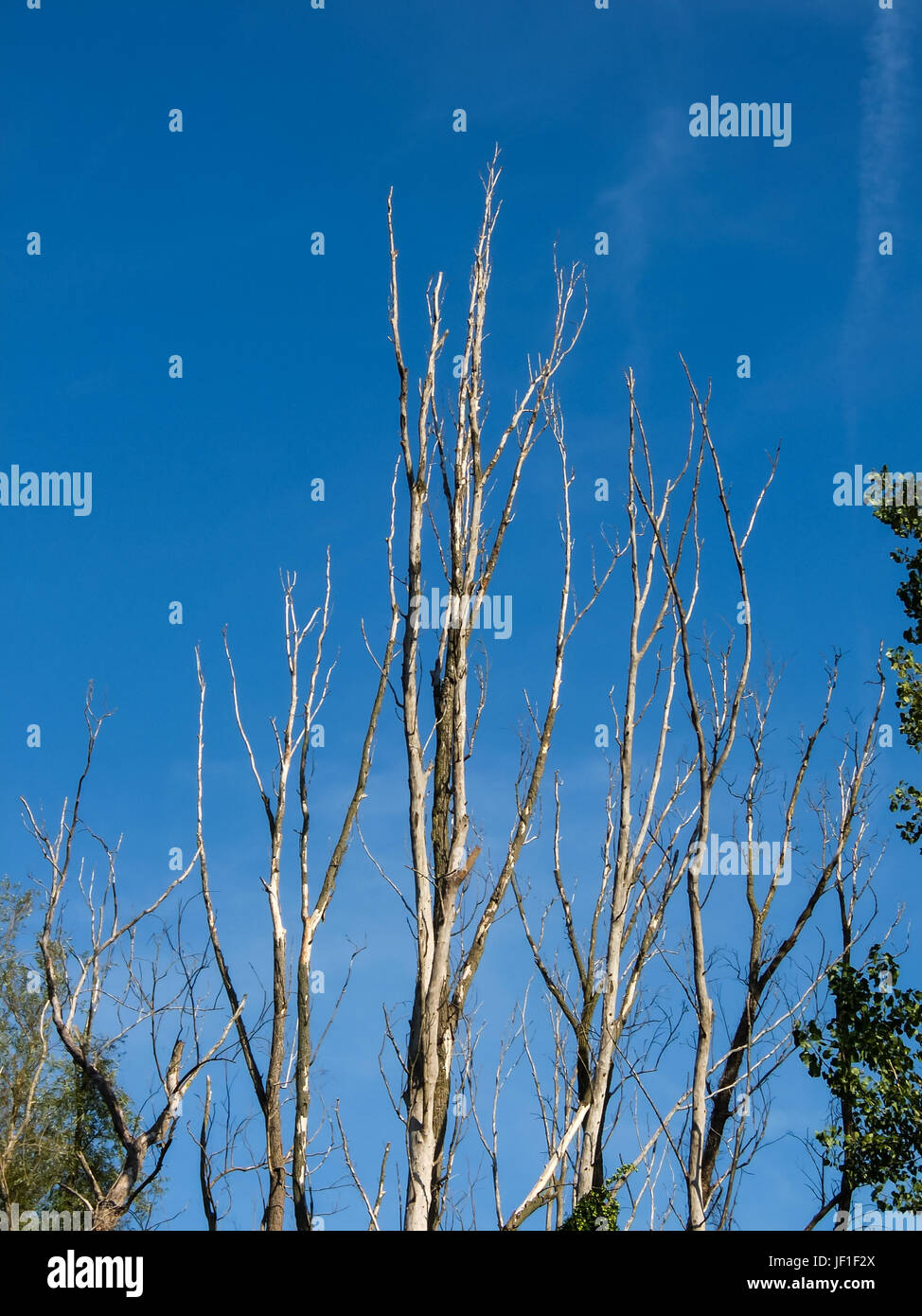 Alte und abgestorbene Baumzweig Stockfoto