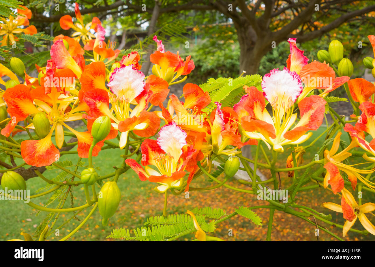 Orange Blumen auf Royal Poinciana (Delonix Regia) Baum auf Gran Canaria, Kanarische Inseln, Spanien. Auch als Flamboyant Baum (Flamboyan in Spanien) Stockfoto
