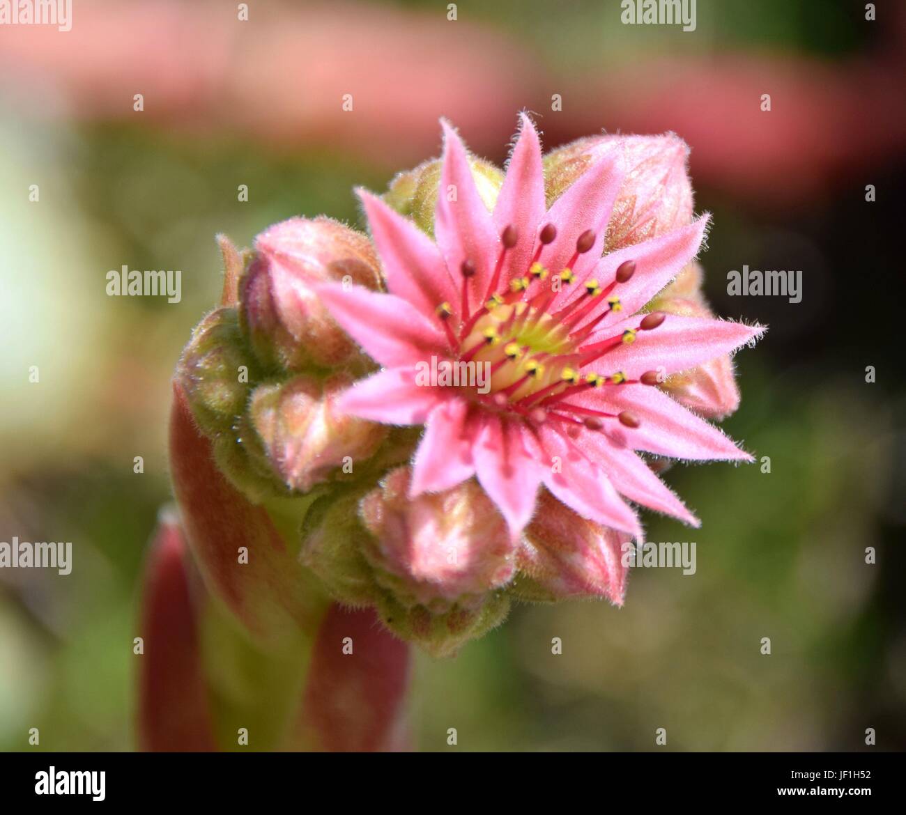 blühende Sukkulenten / Blühende Sukkulenten Stockfoto
