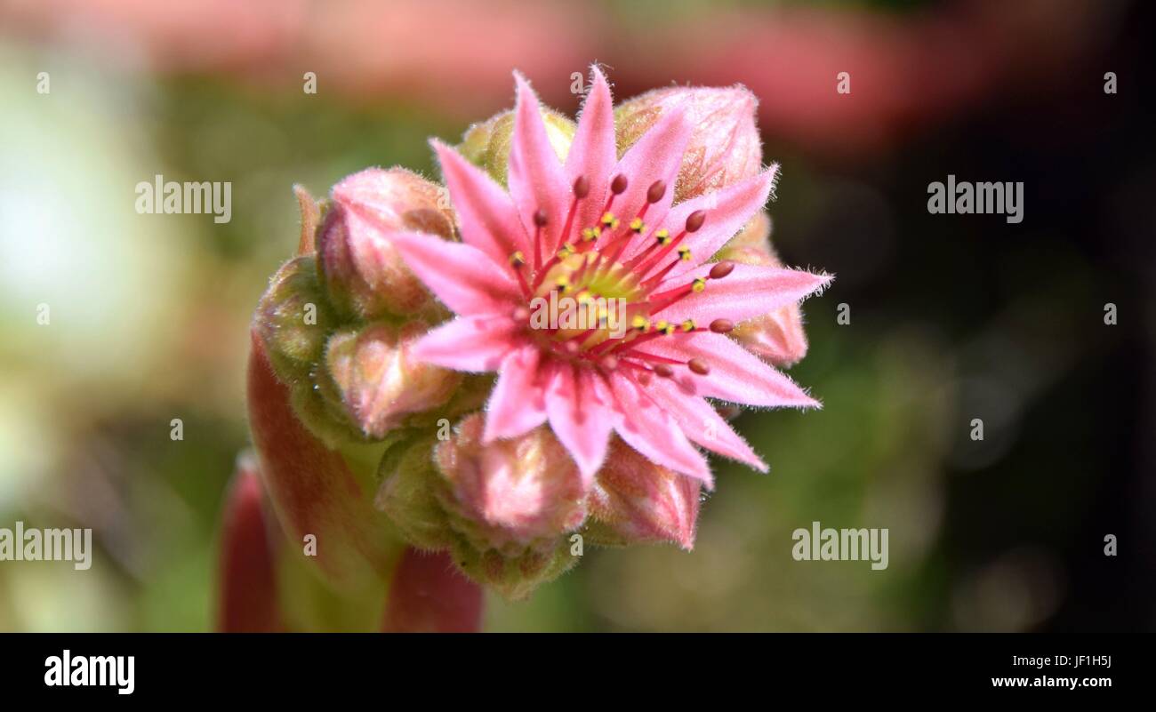 blühende Sukkulenten / Blühende Sukkulenten Stockfoto