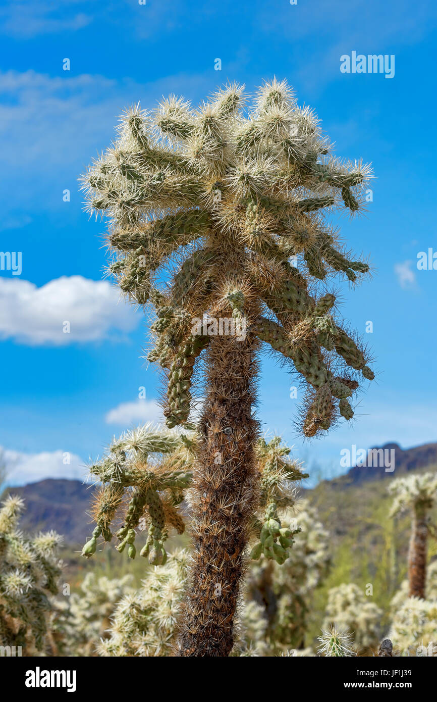 Teddybär Cholla Cactus (Cylindropuntia Bigelovii), Saguaro National Park, Sonora-Wüste, Tucson, Arizona, USA Stockfoto