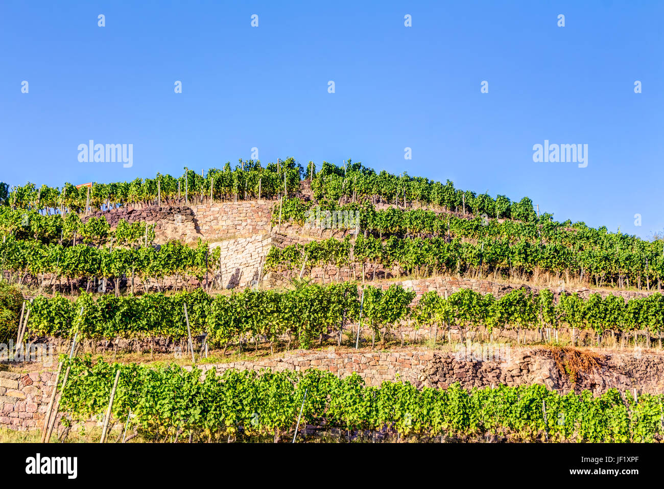 Weinberg im Sommer Stockfoto