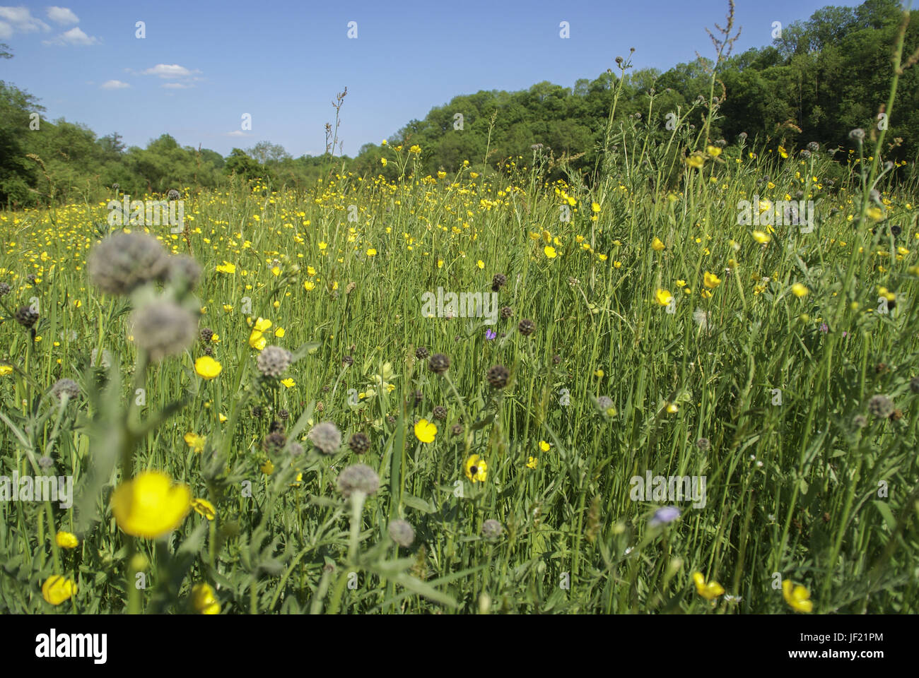 Wiese im Frühling Stockfoto