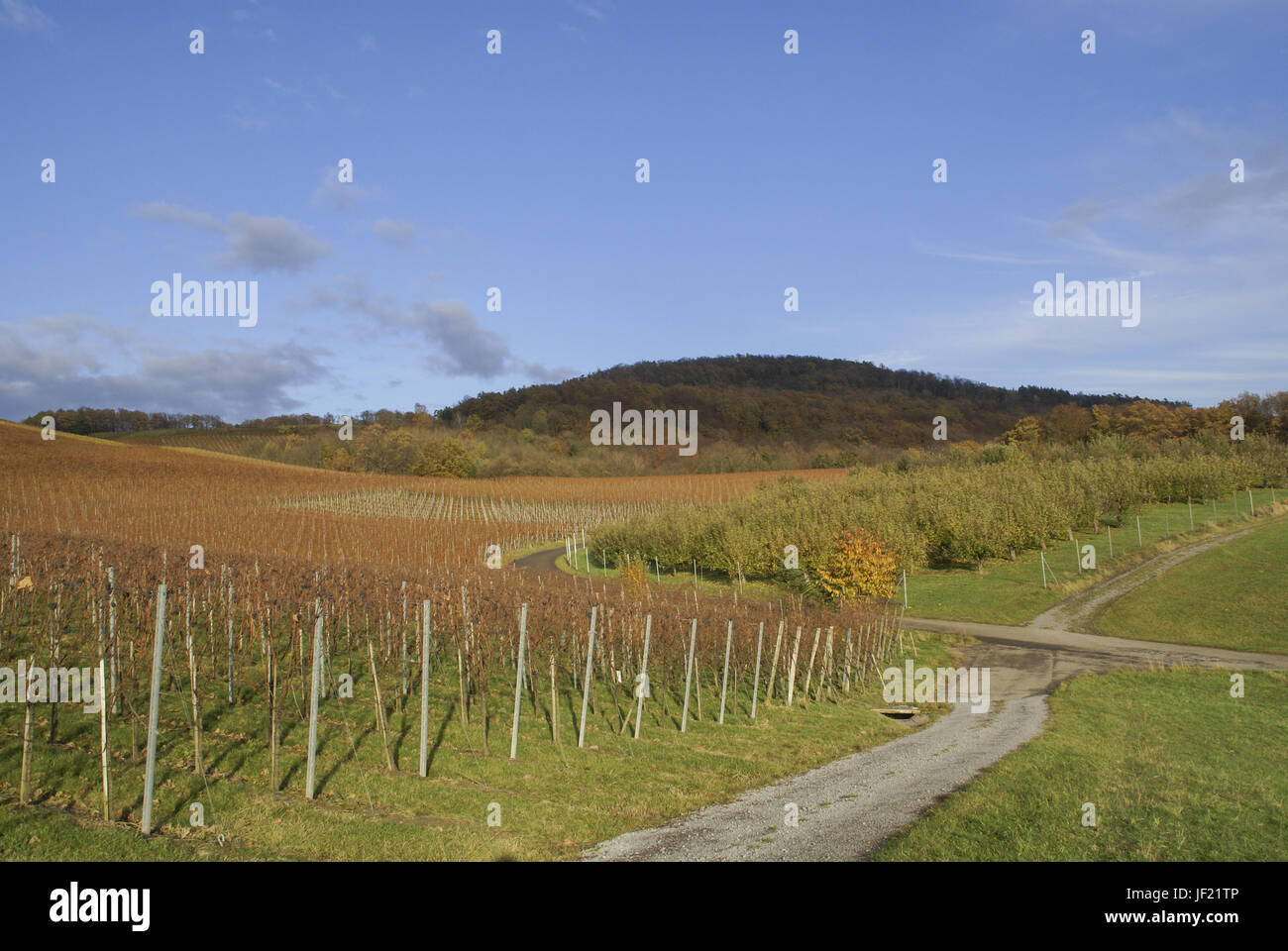 Weinberg in der Nähe Oehringen, Baden-Wuerttemberg Stockfoto