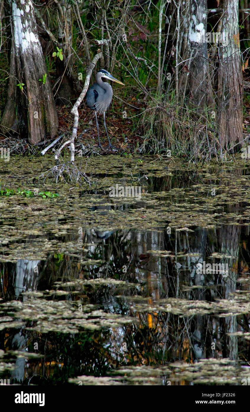 Great Blue Heron in Everglades, Florida Stockfoto