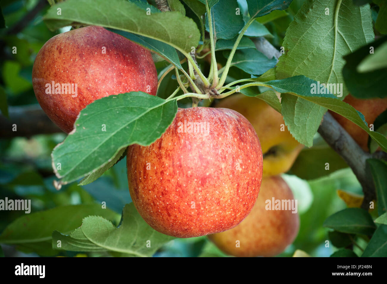 Aus biologischem Anbau Gala Äpfel hängen am Baum reif für die Ernte. Stockfoto