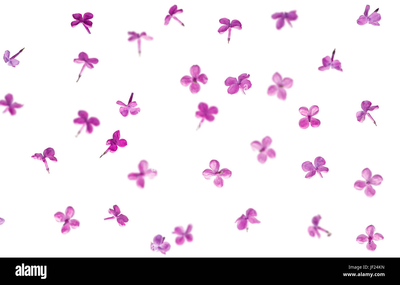 Die Blütenblätter der lila Blüten fallen. Unterschiedliche Schärfentiefe. Isoliert auf weißem Hintergrund Stockfoto