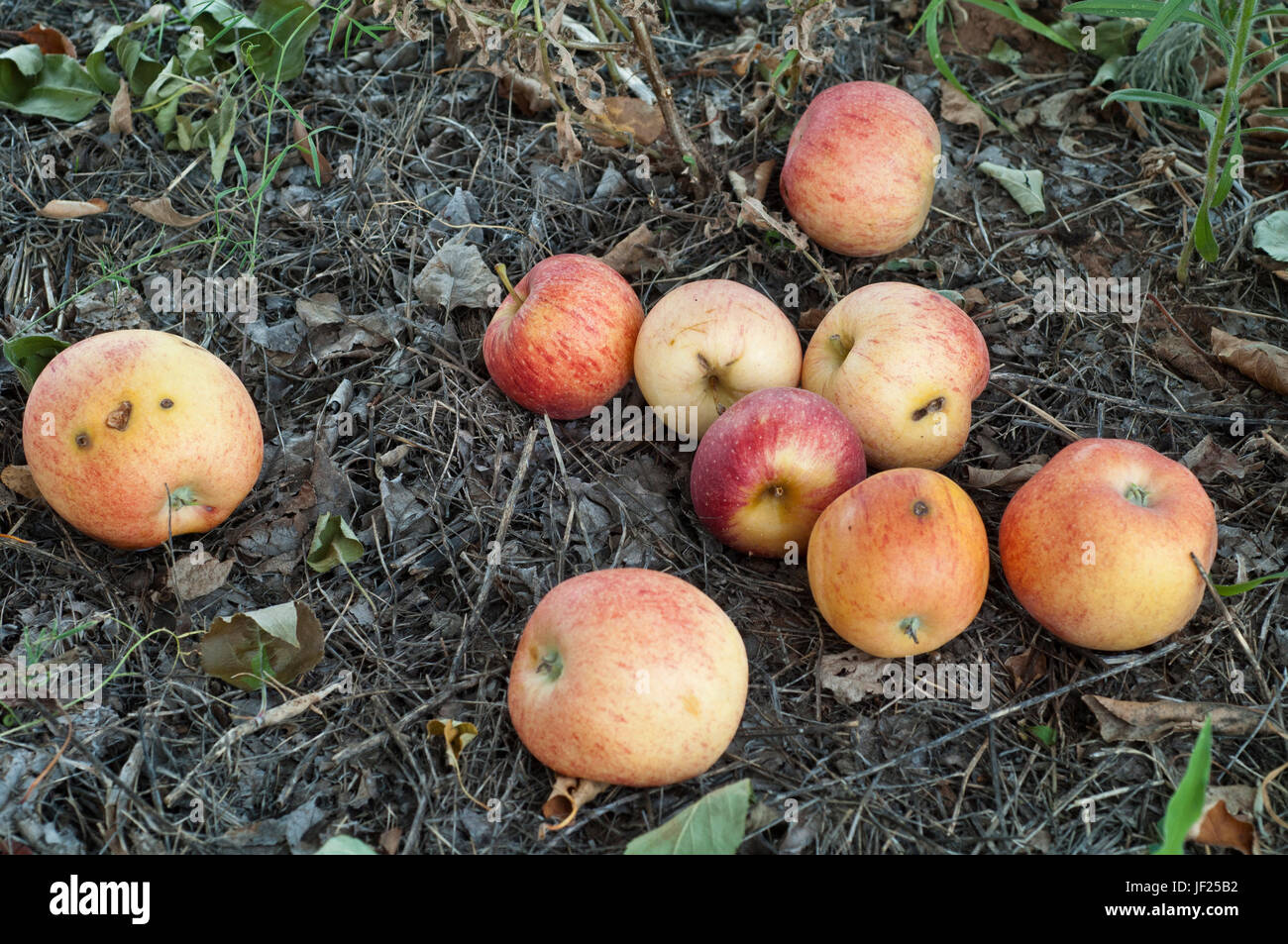 Gefallenen Gala Äpfel faulen am Boden im Obstgarten. Stockfoto