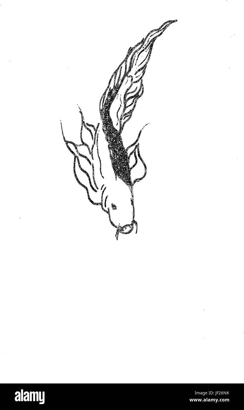 Aquatic Animal Abbildung fisch Übersicht Stock Vektor