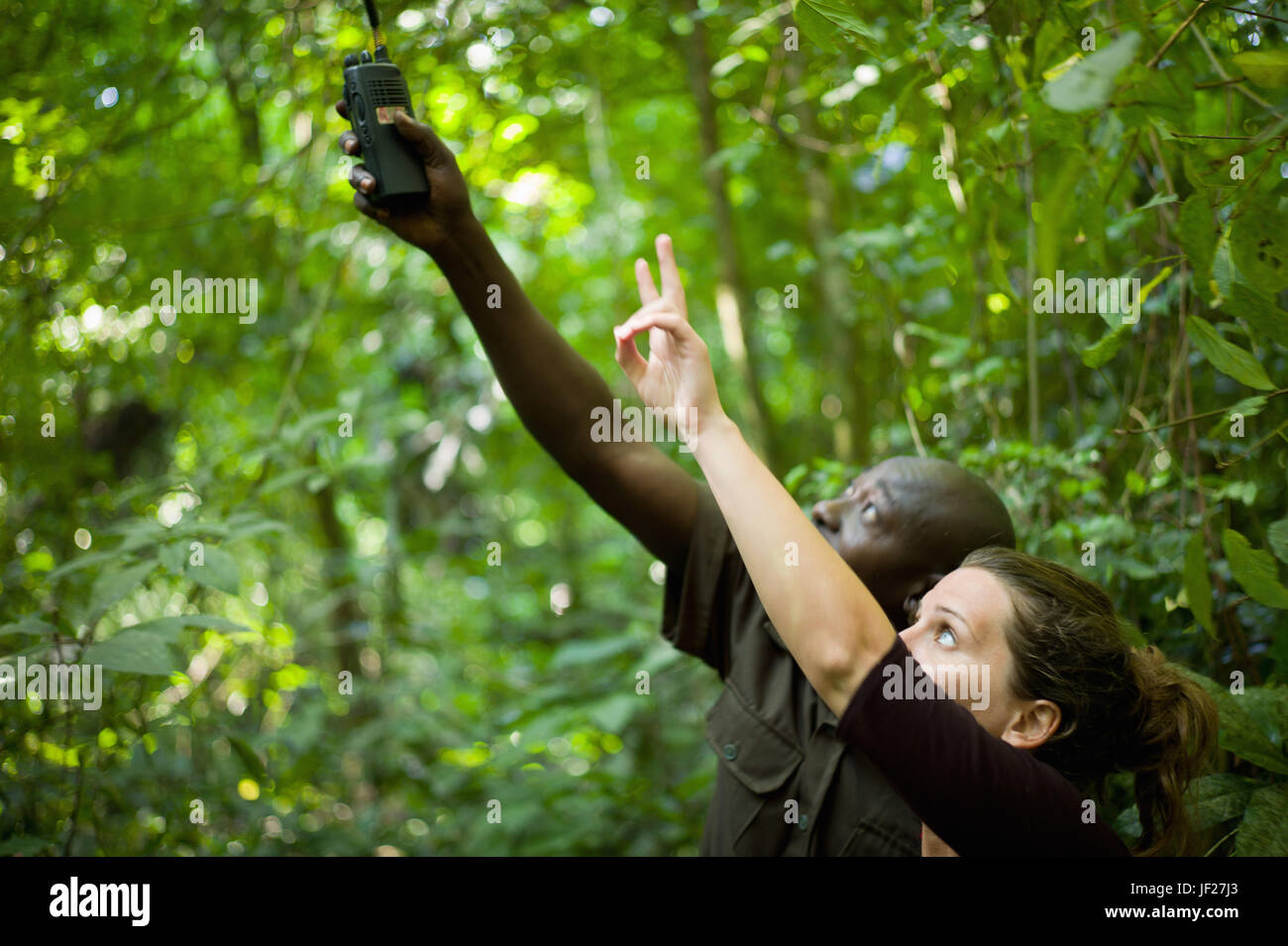 Tourist suchen Guide und Schimpansen die Schimpansen trekking im Budongo Wald, Murchison Falls National Park, Uganda. Stockfoto