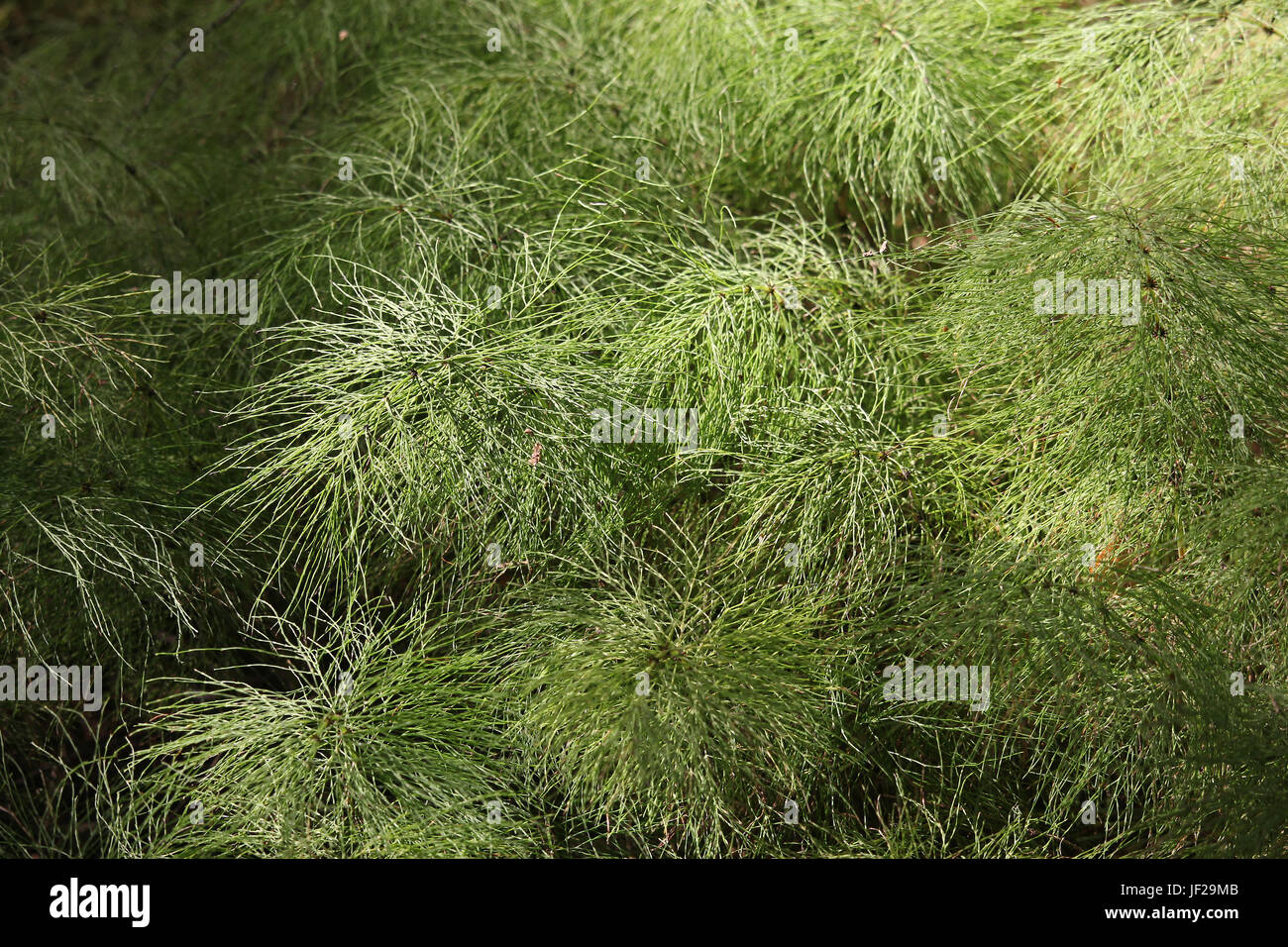 Holz Schachtelhalm Stockfoto