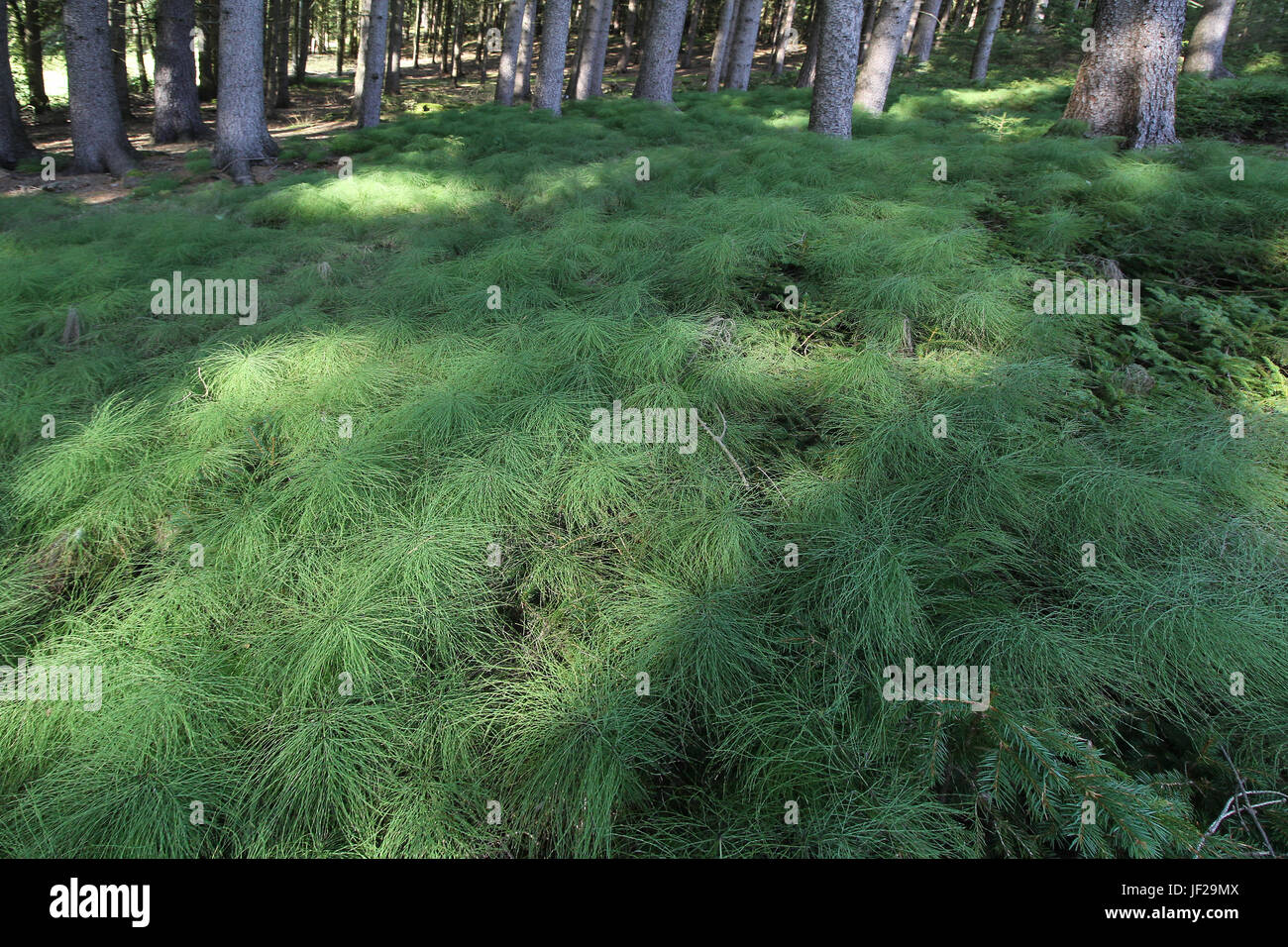 Holz Schachtelhalm Stockfoto