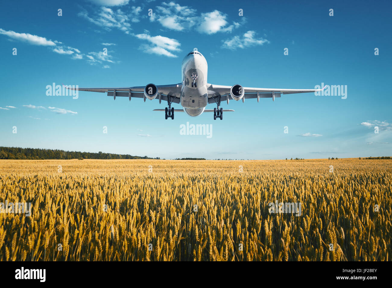 Flugzeug. Landschaft mit großen weißen Passagierflugzeug fliegt in den blauen Himmel über Weizenfeld in farbenprächtigen Sonnenuntergang im Sommer. Passagierflugzeug ist l Stockfoto