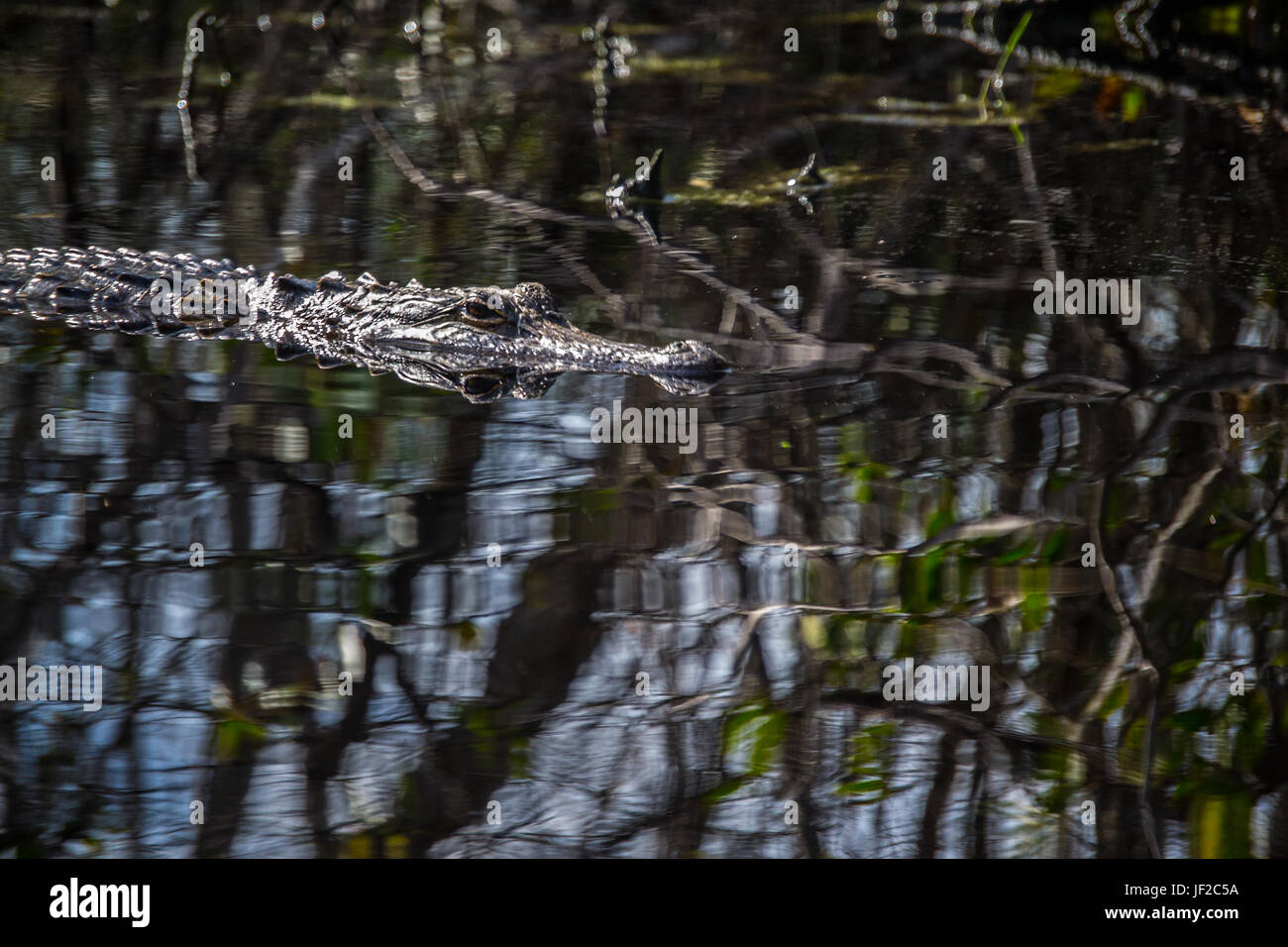 Amerikanischer Alligator im Wasser in den Okefenokee Wildlife Refuge. Stockfoto