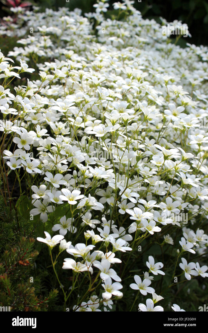 Steinbrech-Anlage mit einer Masse von weißen flowerheads Stockfoto