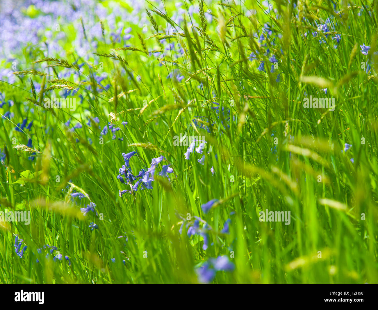 Glockenblumen und wiegenden Gräsern in einem Waldgebiet Derbyshire Stockfoto