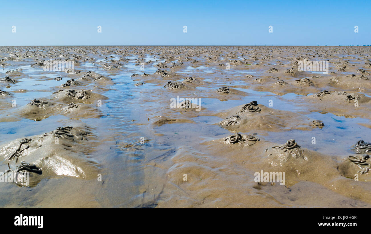 Wattwanderungen mit Muster der Abgüsse gemacht von Wattwürmern wühlen, bei Ebbe am Wattenmeer, Niederlande Stockfoto