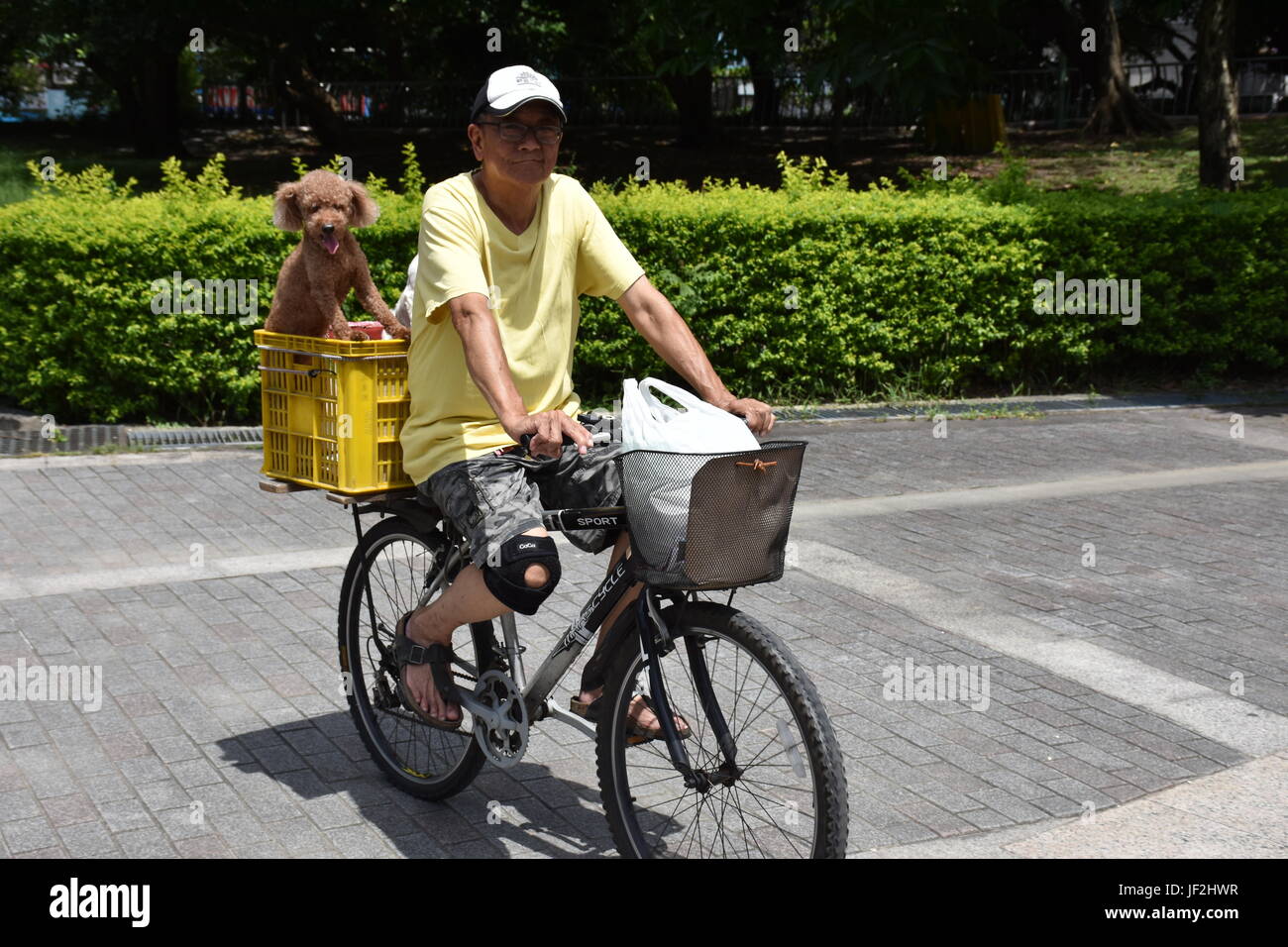 Alter Mann auf dem Fahrrad mit Hund ging in Korb für eine Fahrt in das heiße 94F Wetter im Park heute zurück. New Taipei City, Taiwan. Stockfoto
