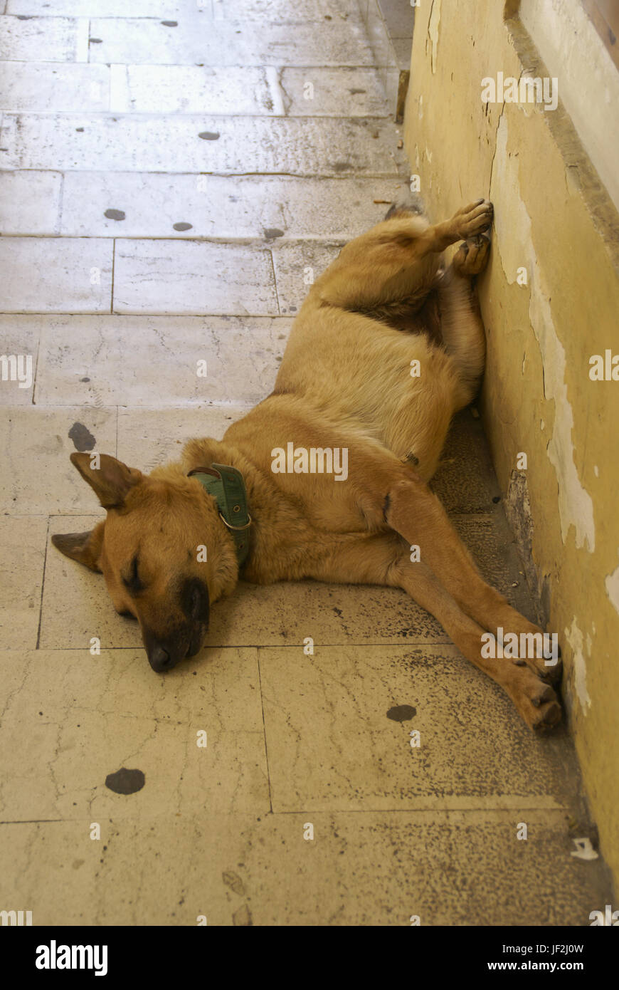 Schlafende Hund in Korfu-City, Griechenland Stockfoto
