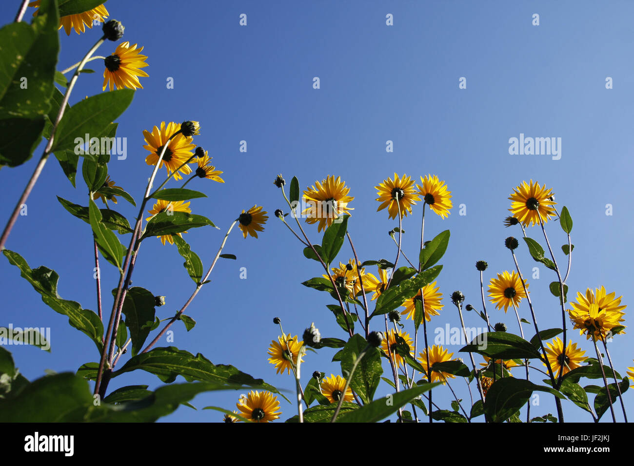 Tall yellow coneflowers und blauer Himmel Stockfoto