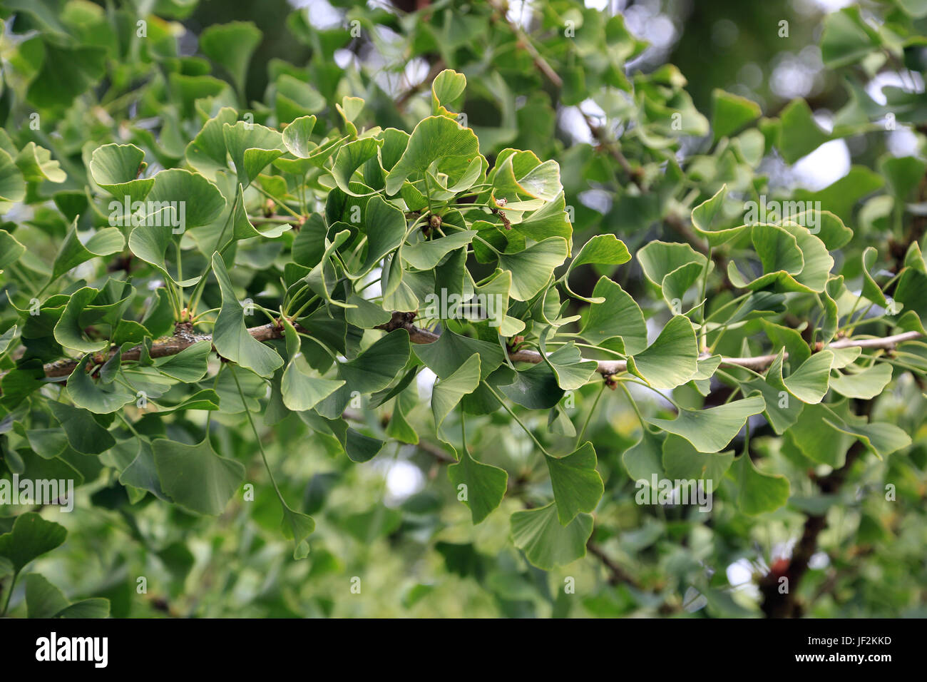 Filiale einer gingkotree, ginko biloba Stockfoto