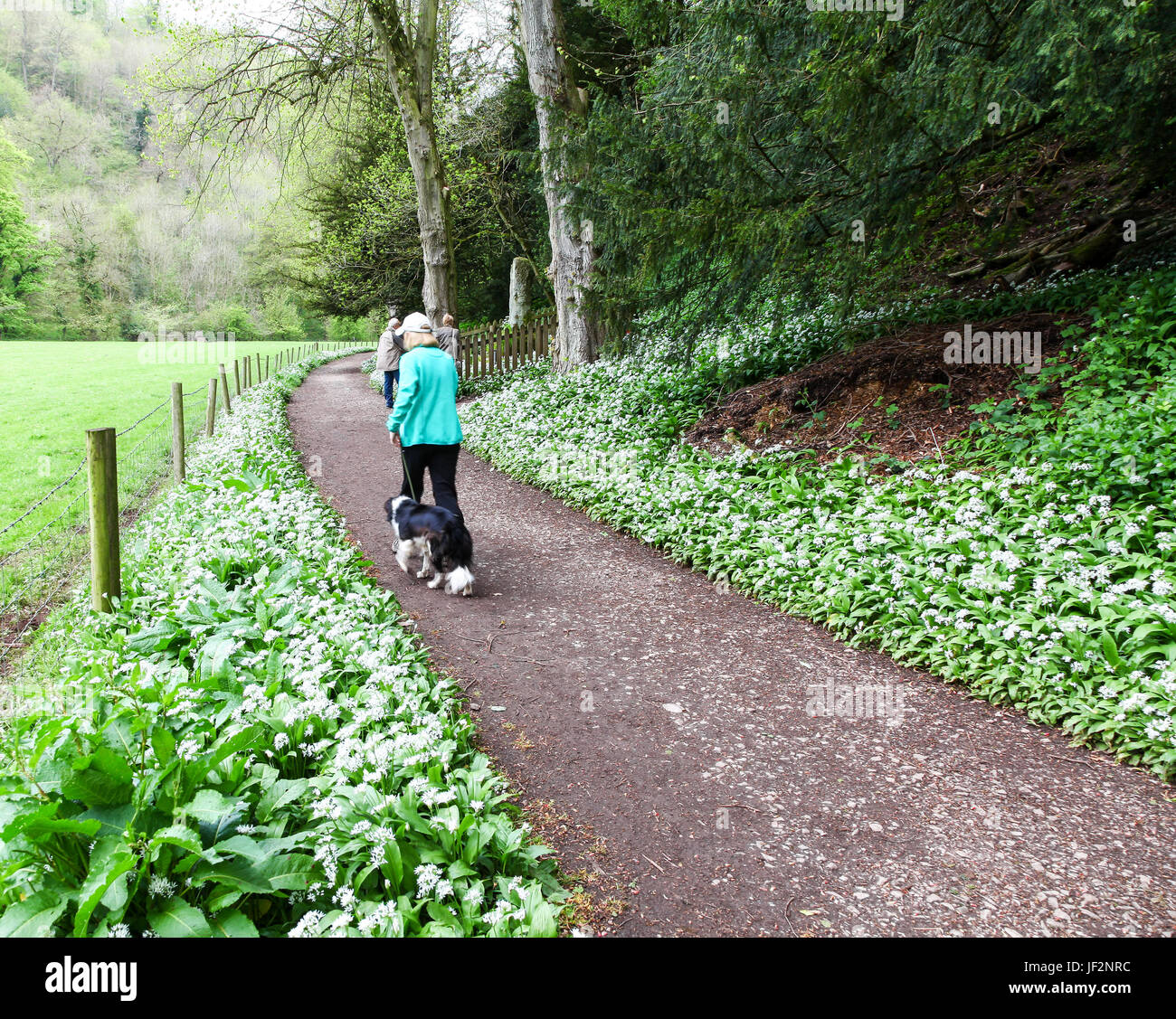 Eine Frau und ihr Hund entlang einem Pfad mit Bärlauch oder Bärlauch in Ilam Park und Gärten, Ilam, Staffordshire, England, UK Stockfoto