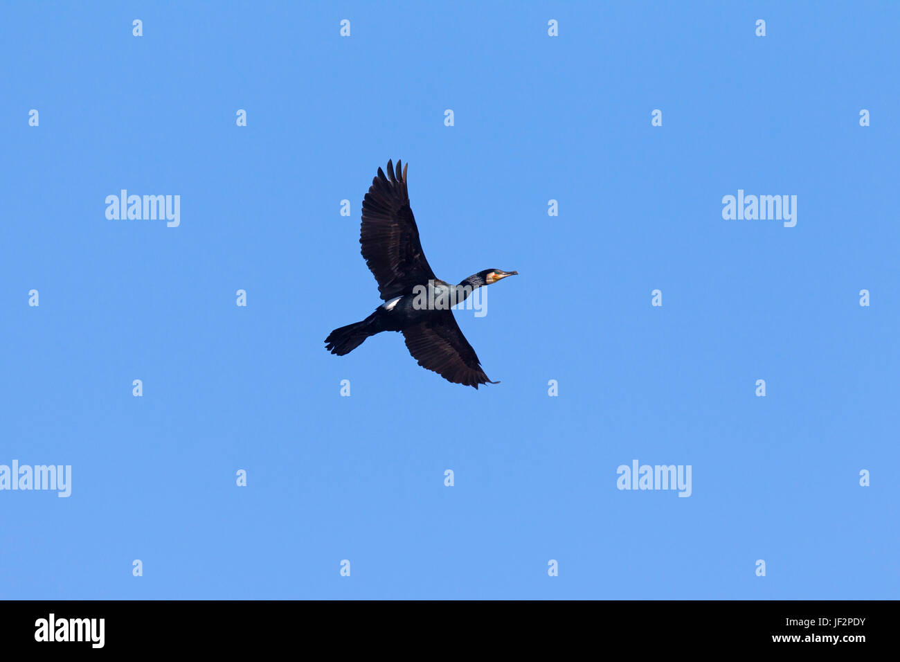 Großer Kormoran / große schwarze Kormoran (Phalacrocorax Carbo) in der Zucht Gefieder im Flug Stockfoto
