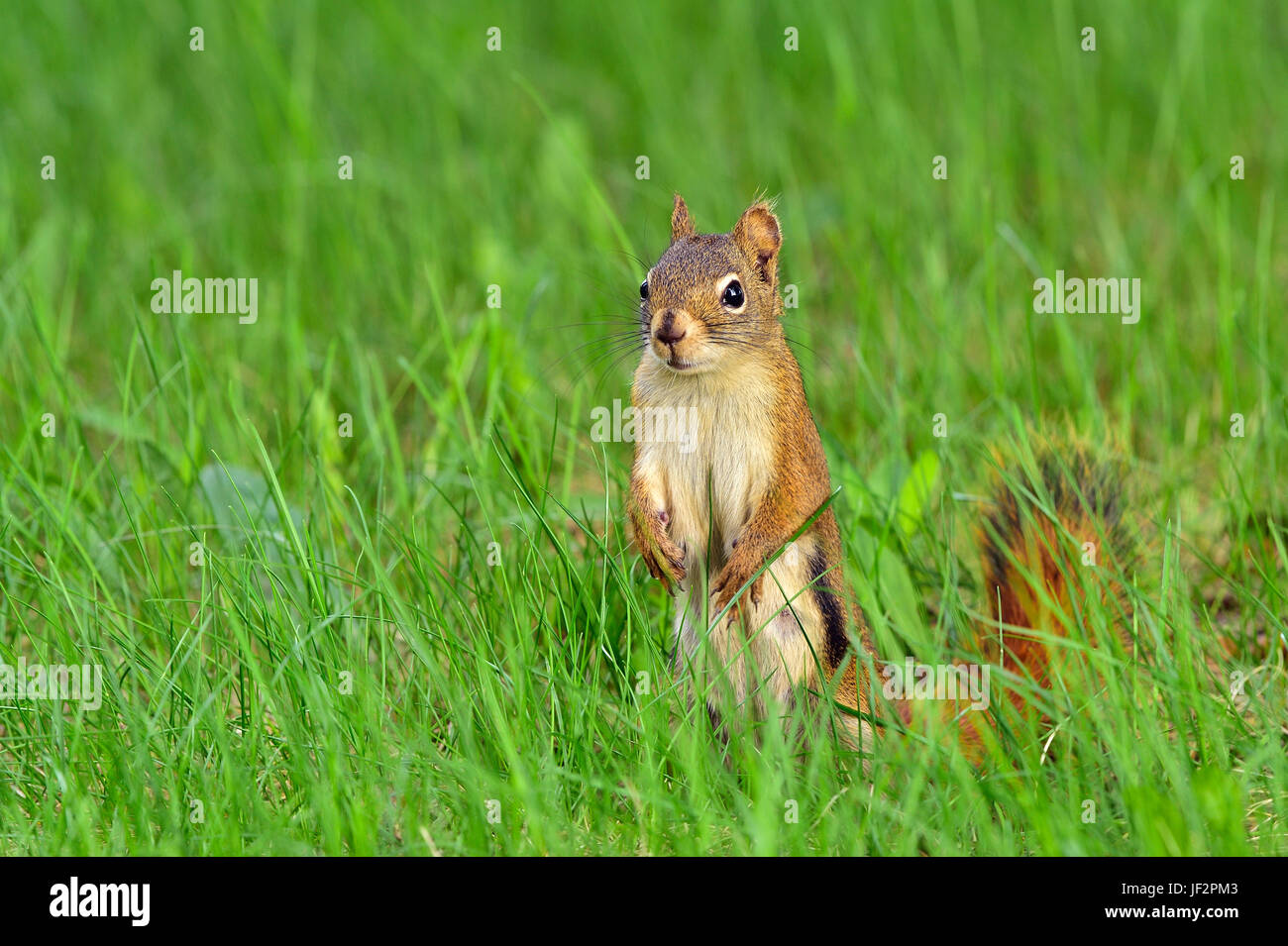 Ein Eichhörnchen Tamiasciurus Hudsonicus; stehend auf den hinteren Beinen, ich freue mich in dem tiefen Rasen in ländlichen Alberta Kanada Stockfoto