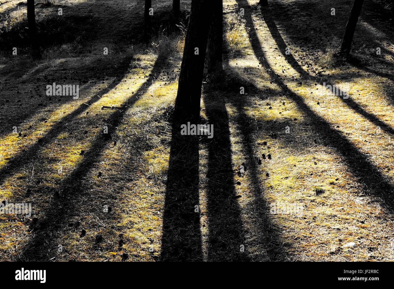 Die langen Schatten im Herbst Stockfoto