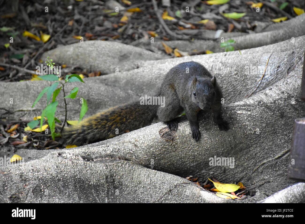 Niedliche dunkle Eichhörnchen im Baum in Taiwan Park warten auf Essen, es von den Leuten gegeben werden, die vorbei. Stockfoto