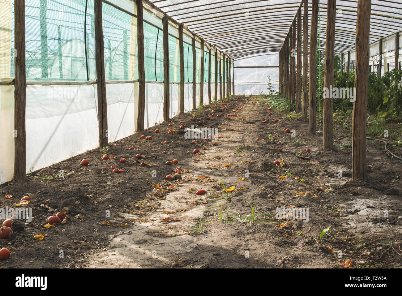 Leere Tomaten Gewächshaus Stockfoto