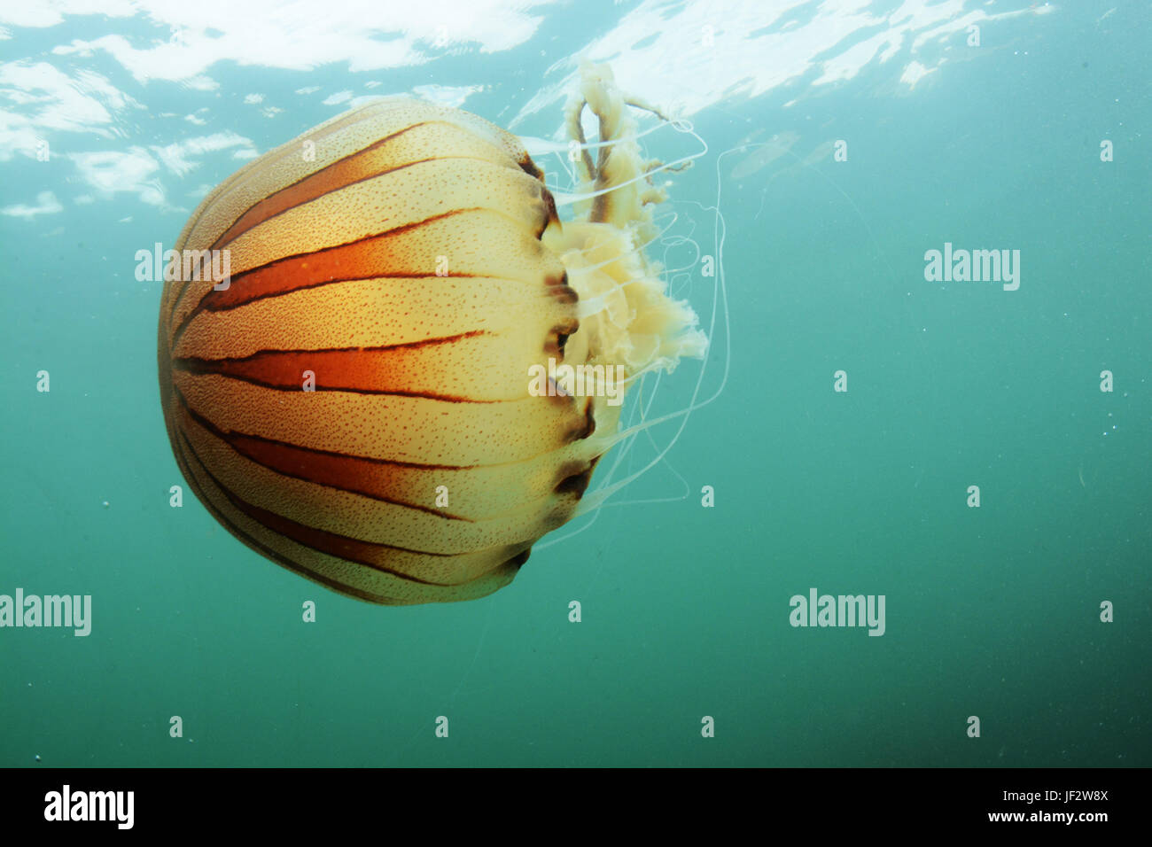 Kompassquallen schwebend im Wasser der Küste UK Stockfoto