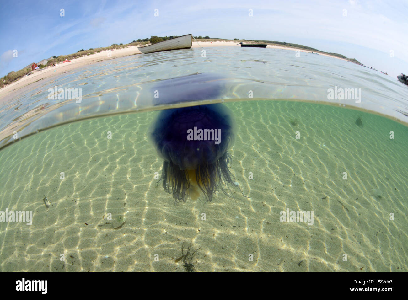 Blaue Quallen am Strand am St Martins, Scilly-Inseln Stockfoto