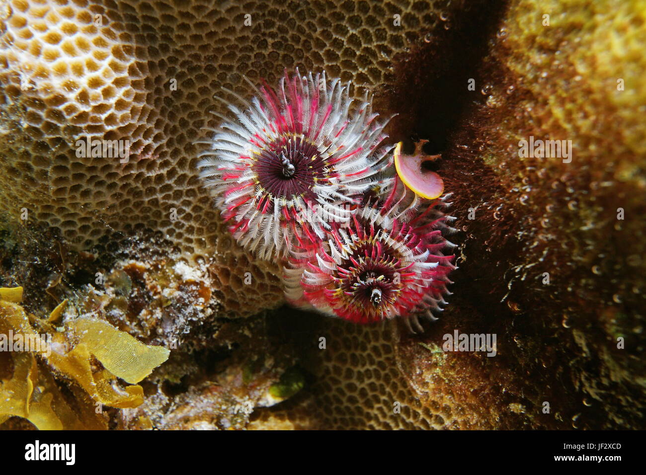 Bunte Marine Wurm unter Wasser, ein Weihnachtsbaum Wurm, Spirobranchus Giganteus, Pazifik, Bora Bora, Französisch-Polynesien Stockfoto