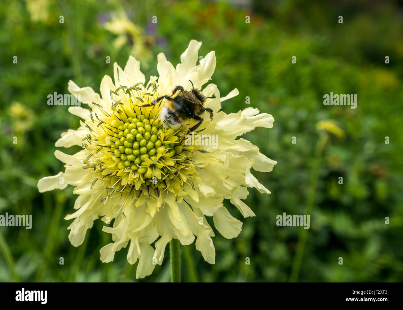 Riese scabious, Cephalaria gigantea, Blume mit Biene, Bombus sylvestris, Schottland, Großbritannien Stockfoto