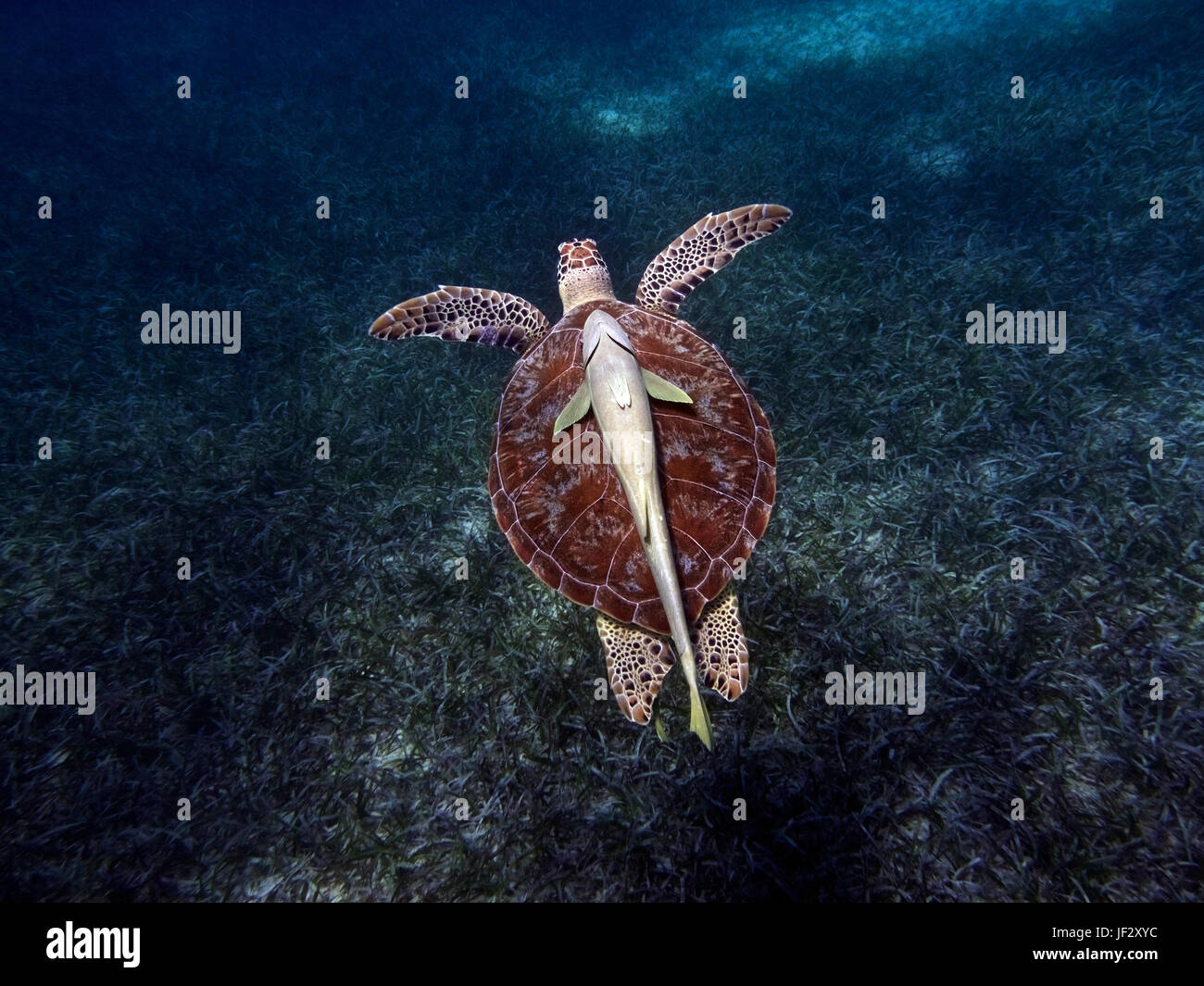 Grüne Schildkröte comping für etwas Luft auf Necker Island, British virgin Island. Stockfoto