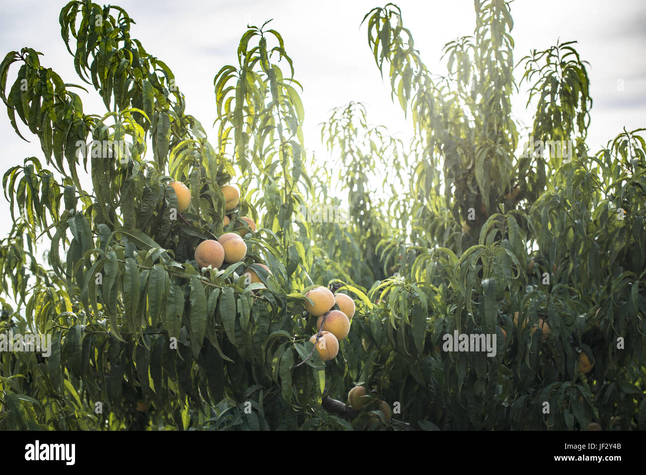 Pfirsichbaum Stockfoto