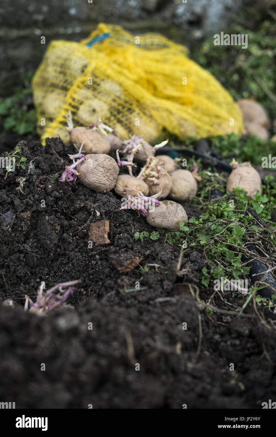 Die Aussaat von Kartoffeln Stockfoto