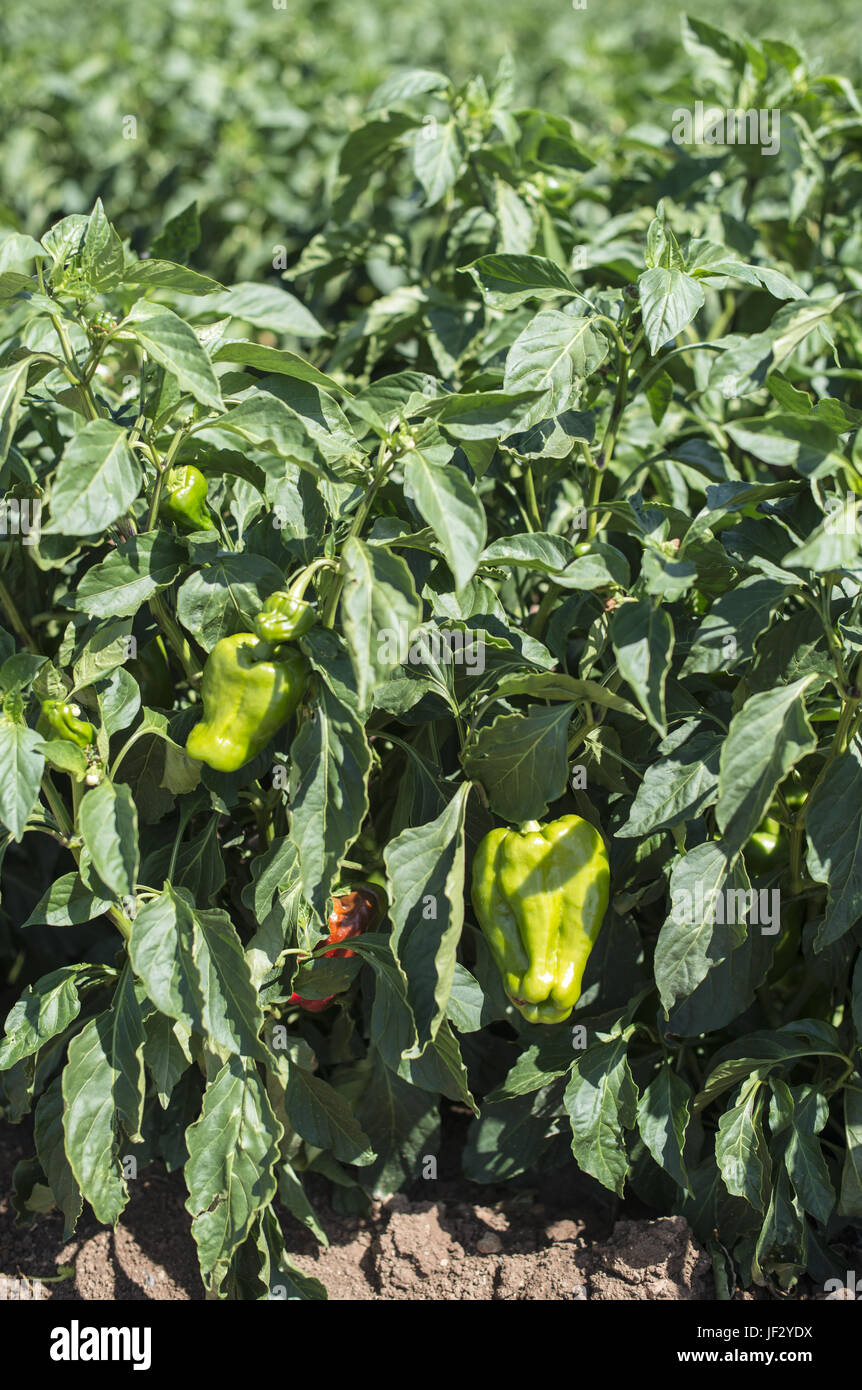 Wachsende Paprika in das Feld Stockfoto