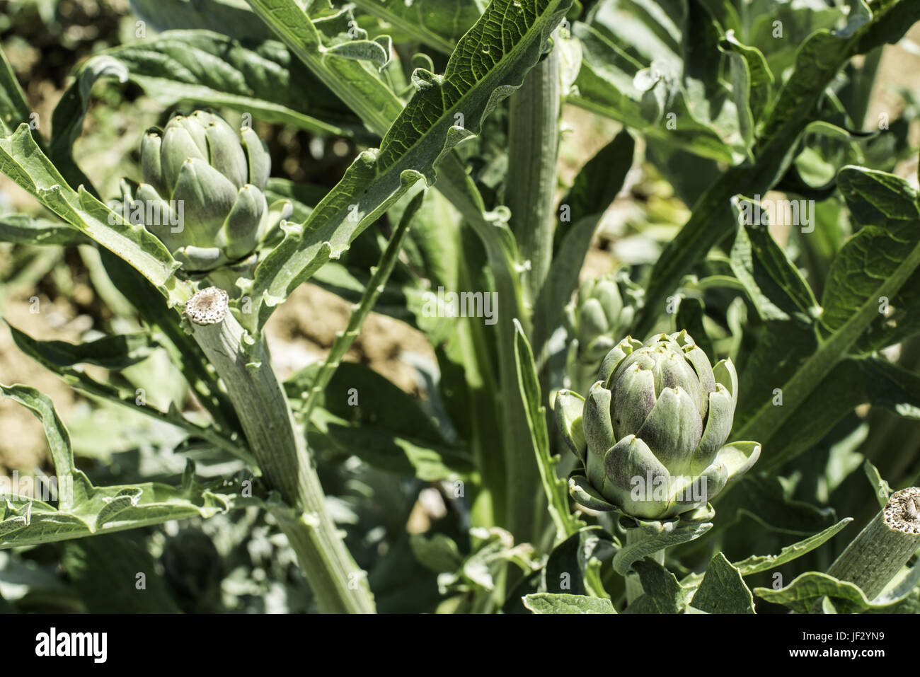 Artischocke Plantage Stockfoto