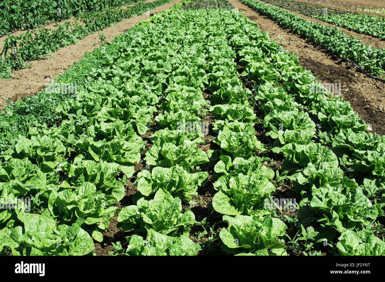 Plantagen mit Salat Stockfoto