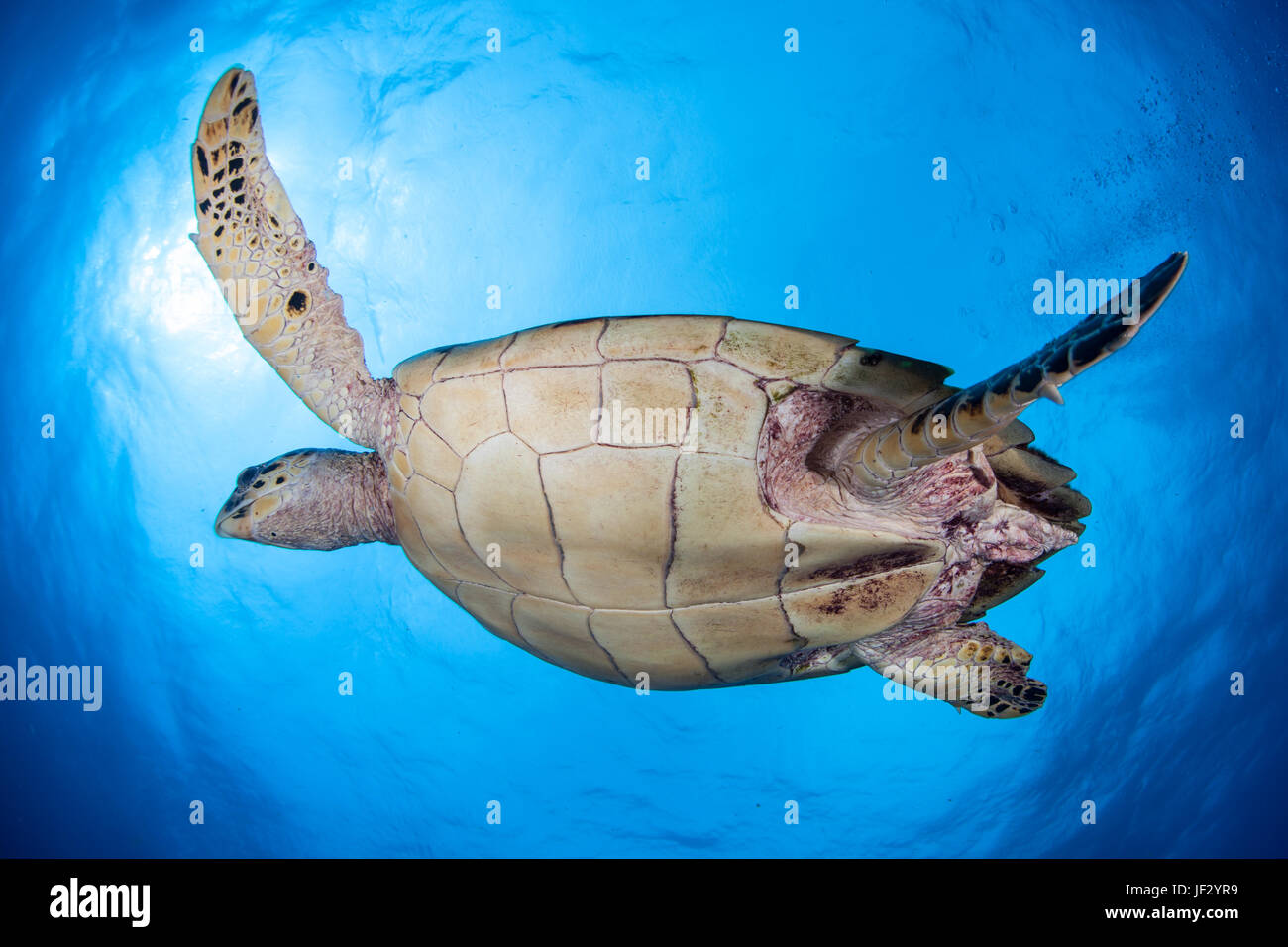 Eine echte Karettschildkröte schwimmt im klaren, blauen Wasser des karibischen Meeres vor der Küste von Belize. Dies ist eine vom Aussterben bedrohte Arten. Stockfoto