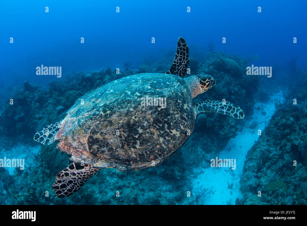 Eine echte Karettschildkröte schwimmt im klaren, blauen Wasser des karibischen Meeres vor der Küste von Belize. Dies ist eine vom Aussterben bedrohte Arten. Stockfoto