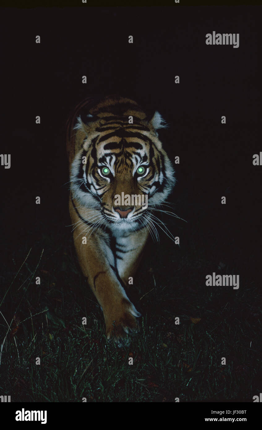 Sumatra Tiger-Panthera Tigris Sumatrae. Stalking in der Nacht. Stockfoto