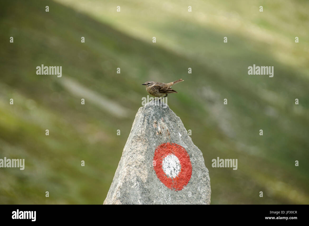 Spatz Vogel auf Stein Stockfoto