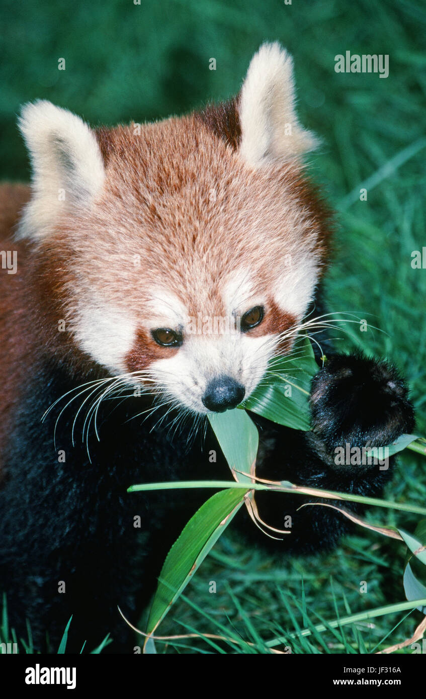 Rot oder Lesser, Panda Ailurus Fulgens. Holding und Bambusblätter zu essen. Stockfoto