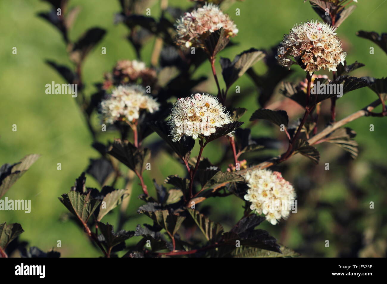 Ninebark oder Physocarpus Opulifolius Strauch Bloosom im Garten. Zwergstrauch mit tiefroten Blättern für Landschaftsgärtnerei Stockfoto